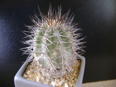 Copiapoa calderana ssp. atacamensis