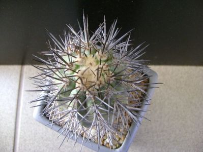 Copiapoa calderana ssp. atacamensis