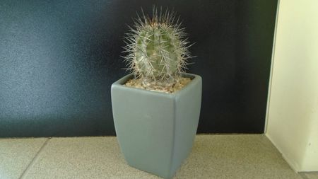 Copiapoa calderana ssp. atacamensis