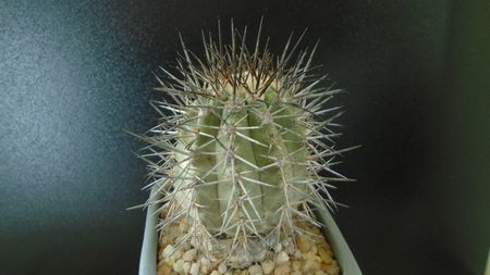 Copiapoa calderana ssp. atacamensis