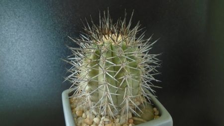 Copiapoa calderana ssp. atacamensis