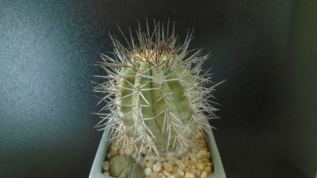 Copiapoa calderana ssp. atacamensis