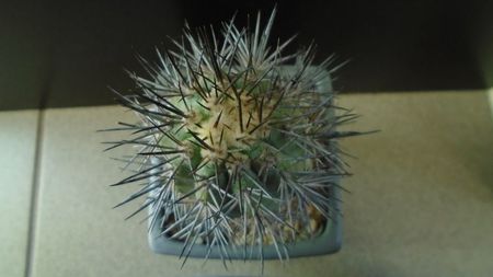 Copiapoa calderana ssp. atacamensis