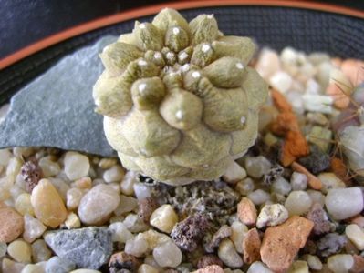 Copiapoa hypogaea cv. Lizard Skin