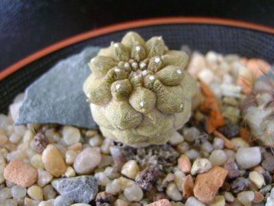 Copiapoa hypogaea cv. Lizard Skin