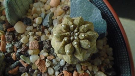 Copiapoa hypogaea cv. Lizard Skin