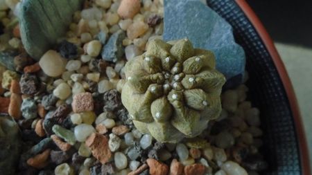 Copiapoa hypogaea cv. Lizard Skin