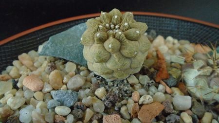 Copiapoa hypogaea cv. Lizard Skin