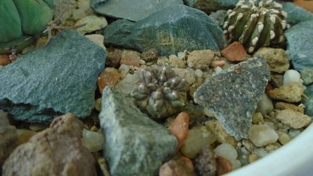 Aztekium ritteri, Rayones, Mx.