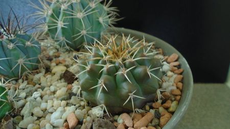 Discocactus hartmannii ssp. magnimammus