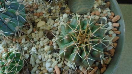 Discocactus hartmannii ssp. magnimammus