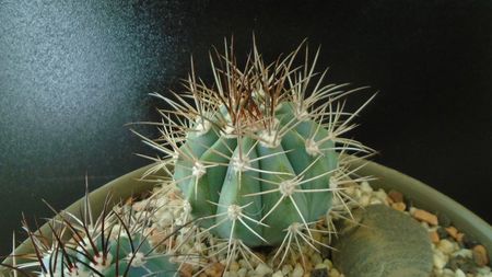 Melocactus azureus