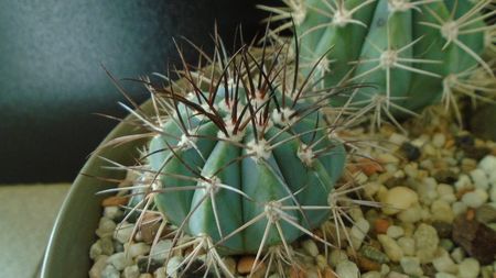 Melocactus azureus