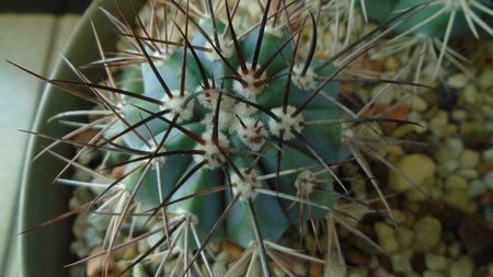 Melocactus azureus