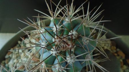 Melocactus azureus