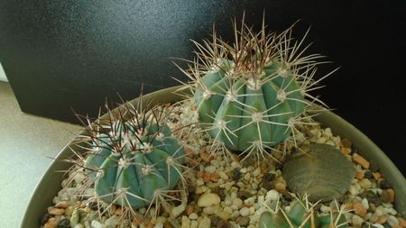 Melocactus azureus (2 ex.)