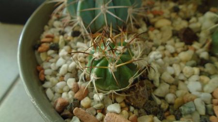 Melocactus zehntneri