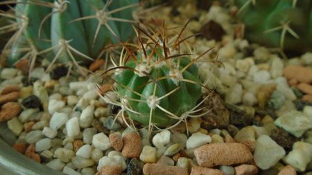 Melocactus zehntneri