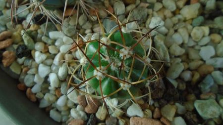 Melocactus zehntneri