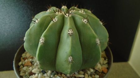 Cactusi tropicali: Melocactus maxonii f. brevispinus