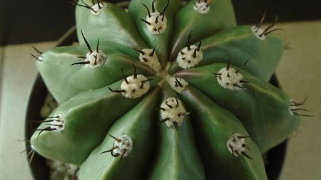 Cactusi tropicali: Melocactus maxonii f. brevispinus