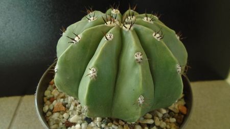 Cactusi tropicali: Melocactus maxonii f. brevispinus