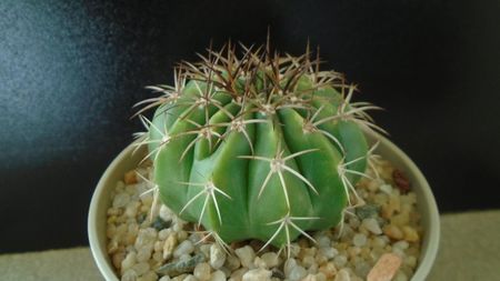 Cactusi tropicali: Melocactus curvispinus ssp. caesius, Maintequia, Venezuela