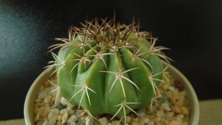 Cactusi tropicali: Melocactus curvispinus ssp. caesius, Maintequia, Venezuela