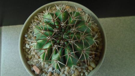 Cactusi tropicali: Melocactus curvispinus ssp. caesius, Maintequia, Venezuela