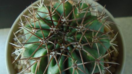 Cactusi tropicali: Melocactus curvispinus ssp. caesius, Maintequia, Venezuela