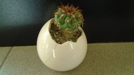 Cactusi tropicali: Discocactus pugionacanthus (altoit)