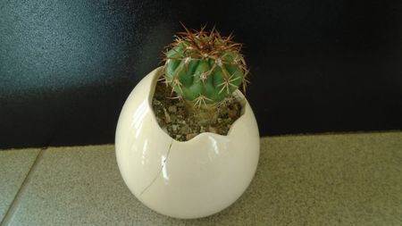 Cactusi tropicali: Discocactus pugionacanthus (altoit)