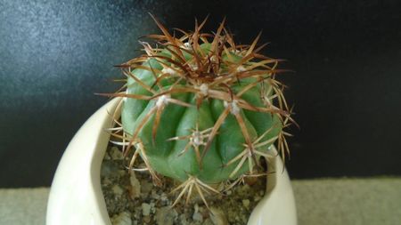 Cactusi tropicali: Discocactus pugionacanthus (altoit)