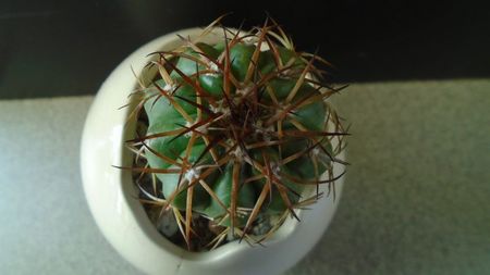 Cactusi tropicali: Discocactus pugionacanthus (altoit)