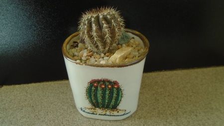 Cactusi tropicali: Uebelmania pectinifera