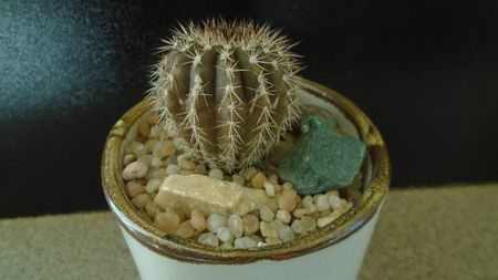 Cactusi tropicali: Uebelmania pectinifera