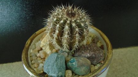 Cactusi tropicali: Uebelmania pectinifera