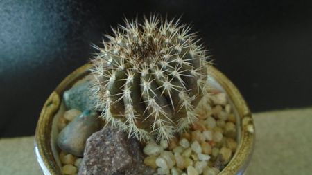 Cactusi tropicali: Uebelmania pectinifera