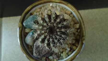 Cactusi tropicali: Uebelmania pectinifera