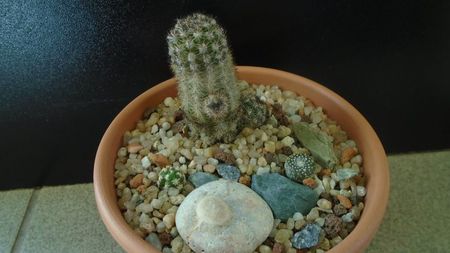 Grup de cactusi; Pygmaeocereus bylesianus
Pygmaeocereus bieblii
Blossfeldia lilliputana v. atroviridis
