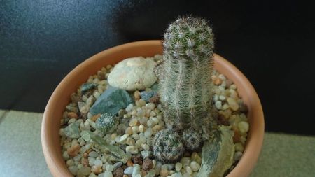 Grup de cactusi; Pygmaeocereus bylesianus
Pygmaeocereus bieblii
Blossfeldia lilliputana v. atroviridis
