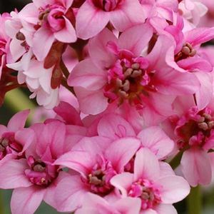 Bergenia DRAGONFLY Sakura; soare-semiumbra, roz-semiduble, martie-april,evergreen,C2, aprox30cm, 24,26ron, comanda polonia,Clematite
