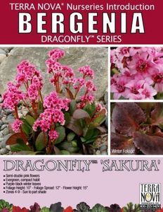 Bergenia-Dragonfly-Sakura