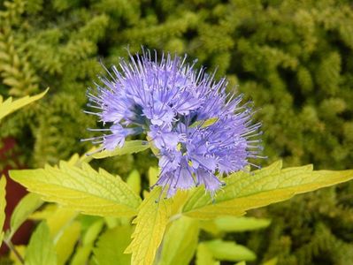 caryopteris_clandonensis_worcester_gold; soare, flori albastre parfumate(mijl vara-toamna),frunze galbene60-90cm*60cm,C3, aprox 40cm, 27,79ron, comanda polonia,Clematite
