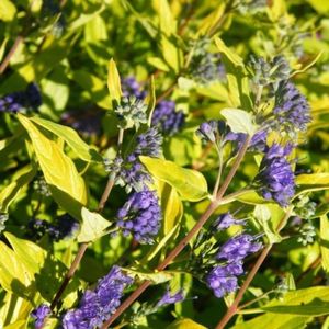 caryopteris-clandonensis-worcester-gold