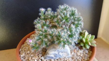 Trichodiadema densum, boboci