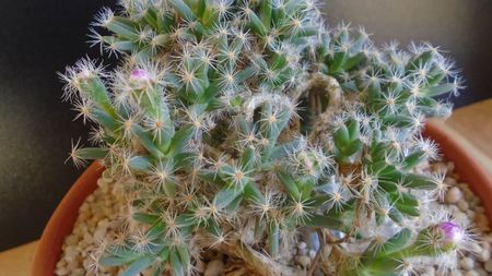 Trichodiadema densum, boboci