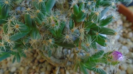 Trichodiadema densum, boboci
