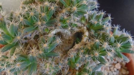 Trichodiadema densum, boboci