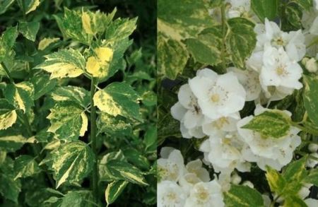 Philadelphus Innocence; soare-semiumbra, 1,5-2,5m, flori parfumate albe 3,5cm, frunze alb-verzi vara, verde+galben+orange toamna, C5, aprox 80cm, 27,79ron, comanda polonia,Clematite
